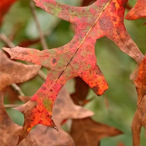 thumbnail for publication: Quercus laevis, Turkey Oak